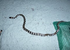 Oxyrhopus clathratus