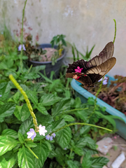 Heraclides anchisiades