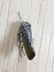 Ponometia tortricina