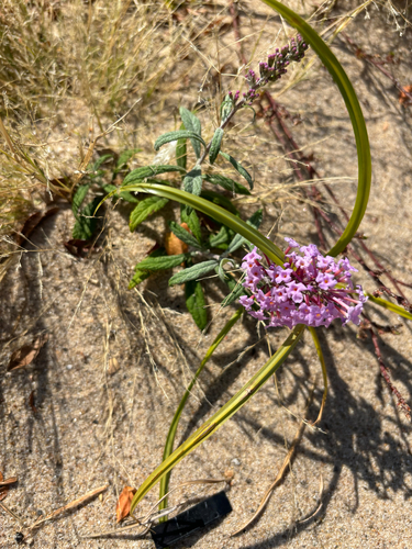 iNaturalist observation photo of Butterfly bush