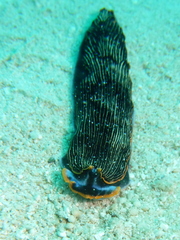 Armina occulta