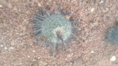 Echinofossulocactus ochoterenaus