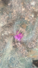 Echinofossulocactus ochoterenaus