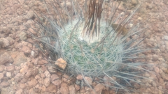 Echinofossulocactus ochoterenaus