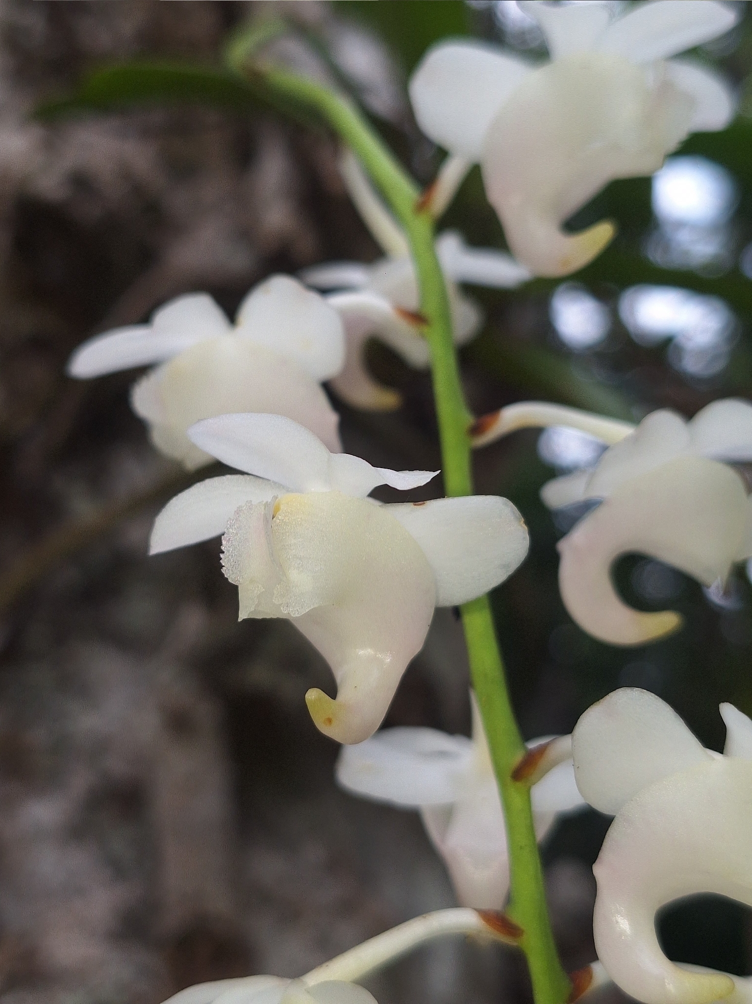 Aerides timorana Miq. 4