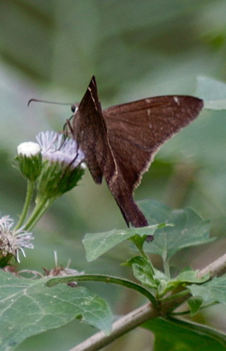 Brown Longtail