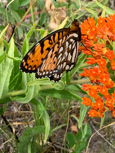 iNaturalist observation photo of Regal Fritillary