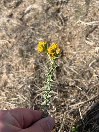 iNaturalist observation photo of Coastal Goldenbush