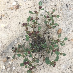 Sphaeromorphaea australis