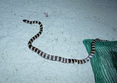 Oxyrhopus clathratus