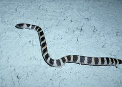 Oxyrhopus clathratus