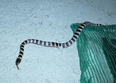 Oxyrhopus clathratus