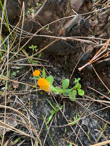 iNaturalist observation photo of orange milkwort