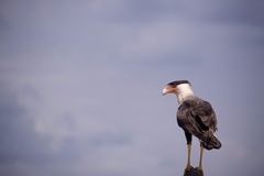 Caracara