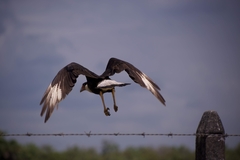 Caracara