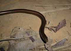 Ophiodes