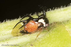Cyphonia trifida