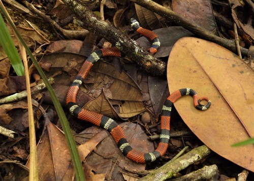 Photo of a Aesculapian False Coral Snake (Erythrolamprus aesculapii)