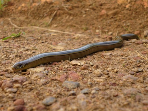 Striped Worm Lizard, Ophiodes striatus