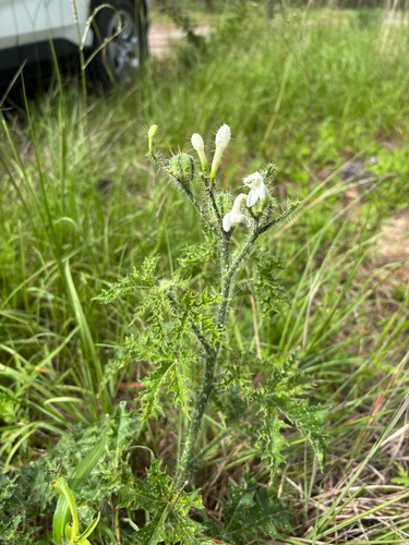 iNaturalist observation photo of Texas Bull Nettle