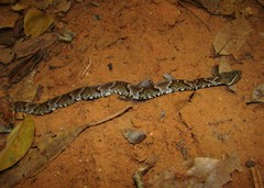 Xenodon rabdocephalus