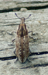 Scaphomorphus