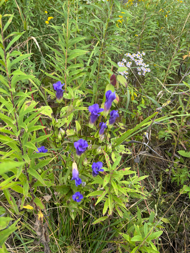 iNaturalist observation photo of greater fringed gentian