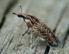 Scaphomorphus