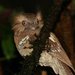 Philippine Frogmouth - Photo (c) Carmelo López Abad, some rights reserved (CC BY-NC), uploaded by Carmelo López Abad