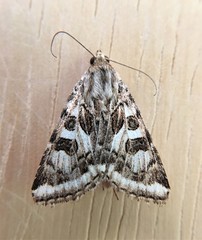 Protoschinia nuchalis