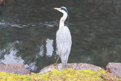 Ardea cinerea