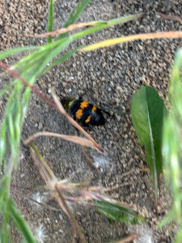iNaturalist observation photo of Tomentose Burying Beetle