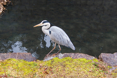 Ardea cinerea