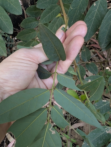 Brachypterum involutum, 2025-12-22