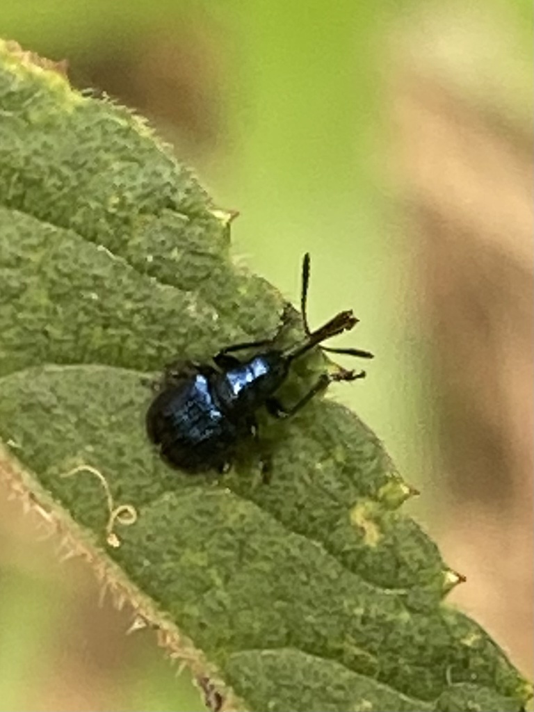 Involvulus ultramarinus