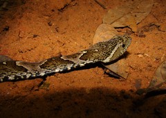 Xenodon rabdocephalus