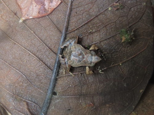 Mantagnes Dwarf Frog, Physalaemus maculiventris