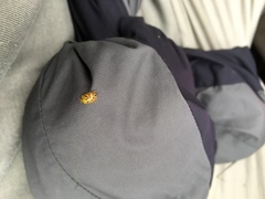 Paropsisterna obliterata