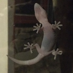 Oedura tryoni