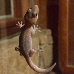Oedura tryoni