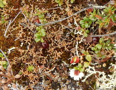 Sphaerophorus fragilis