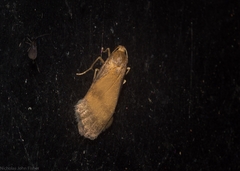 Lambula pleuroptycha