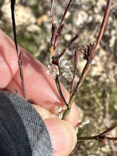Bailey's Buckwheat (Eriogonum baileyi)
