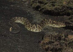Crotalus durissus
