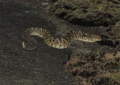 Crotalus durissus