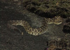 Crotalus durissus