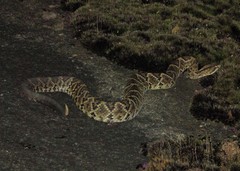 Crotalus durissus