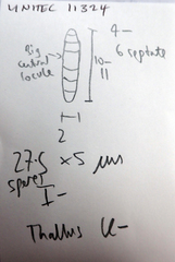 Opegrapha agelaeoides