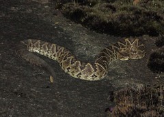 Crotalus durissus