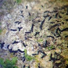 Opegrapha agelaeoides